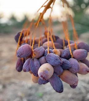 Ausgefallene Medjool-Datteln